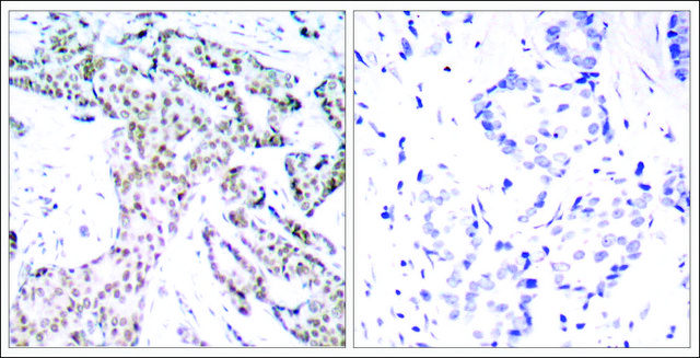 Anti-phospho-STAT3 (pSer727) antibody produced in rabbit affinity isolated antibody