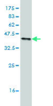 Monoclonal Anti-PTPRN2 antibody produced in mouse clone 7F8, purified immunoglobulin, buffered aqueous solution