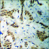 Anti-phospho-KIF2C (pSer95) antibody produced in rabbit affinity isolated antibody