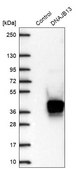 Anti-DNAJB13 antibody produced in rabbit Prestige Antibodies&#174; Powered by Atlas Antibodies, affinity isolated antibody, buffered aqueous glycerol solution