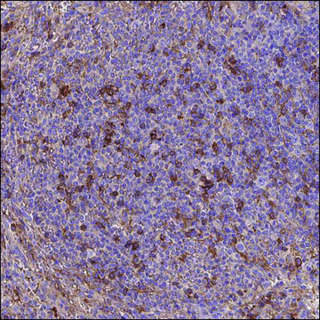 Anti-CXCL13 antibody produced in rabbit Prestige Antibodies&#174; Powered by Atlas Antibodies, affinity isolated antibody, buffered aqueous glycerol solution