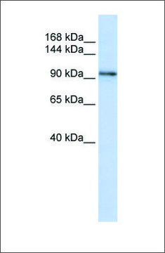 Anti-PCDH1 antibody produced in rabbit affinity isolated antibody