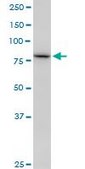 Monoclonal Anti-SETDB2 antibody produced in mouse clone 2F4, purified immunoglobulin, buffered aqueous solution