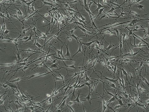 YUMM 1.1 Mouse Melanoma Cell Line