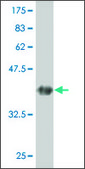 ANTI-GUCY2C antibody produced in mouse clone 1D11, purified immunoglobulin, buffered aqueous solution