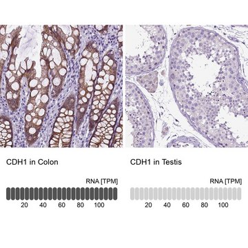 Anti-CDH1 antibody produced in rabbit Prestige Antibodies&#174; Powered by Atlas Antibodies, affinity isolated antibody, buffered aqueous glycerol solution