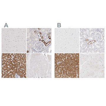 Anti-HMGCS2 antibody produced in rabbit Prestige Antibodies&#174; Powered by Atlas Antibodies, affinity isolated antibody, buffered aqueous glycerol solution