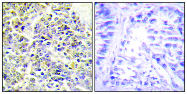 Anti-ASC antibody produced in rabbit affinity isolated antibody