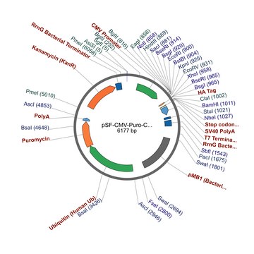 PSF-CMV-PURO-COOH-HA - C-TERMINAL HA TAG MAMMALIAN PLASMID plasmid vector for molecular cloning