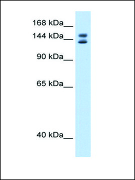 Anti-MyBBP1A antibody produced in rabbit affinity isolated antibody