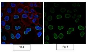 Anti-acetyl-Histone H4 (Lys16) Antibody, Alexa Fluor™ 488 from rabbit, ALEXA FLUOR™ 488