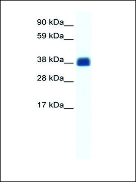 Anti-CX36 antibody produced in rabbit IgG fraction of antiserum