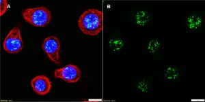 Anti-HHV-8 LNA-1 Antibody, clone 5L10 ZooMAb® Rabbit Monoclonal recombinant, expressed in HEK 293 cells