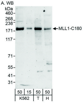 兔抗MLL1抗体，亲和纯化 Powered by Bethyl Laboratories, Inc.