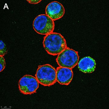 Anti-IL-6 Antibody, clone 3B9 ZooMAb&#174; Rabbit Monoclonal recombinant, expressed in HEK 293 cells