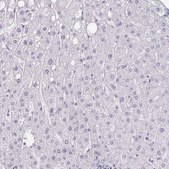 Anti-BAG6 antibody produced in rabbit Prestige Antibodies® Powered by Atlas Antibodies, affinity isolated antibody, buffered aqueous glycerol solution