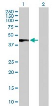 Anti-IFNAR2 antibody produced in rabbit purified immunoglobulin, buffered aqueous solution