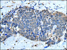 Anti-UFM1 affinity isolated antibody