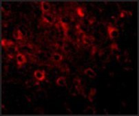 Anti-FAM120A antibody produced in rabbit affinity isolated antibody, buffered aqueous solution