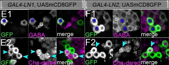 Anti-GABA antibody produced in rabbit affinity isolated antibody, buffered aqueous solution