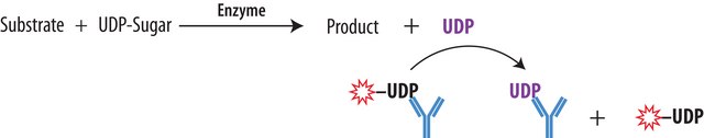 Transcreener&#174; UDP2 FP Assay