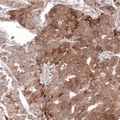 Monoclonal Anti-Lgr5 Antibody Produced In Mouse Prestige Antibodies® Powered by Atlas Antibodies, clone CL13567, affinity isolated antibody, buffered aqueous glycerol solution