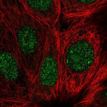 Anti-GEMIN2 antibody produced in rabbit Prestige Antibodies&#174; Powered by Atlas Antibodies, affinity isolated antibody