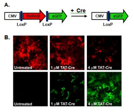 TAT-CRE Recombinase TAT-CRE Recombinase is a recombinant cell-permeant fusion cre-recombinase protein consisting of TAT sequence, a nuclear localization sequence (NLS) and it is known to catalyze the site specific recombination event between two loxP DNA sites.