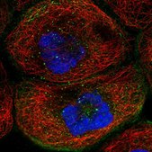 Anti-TMEM63B antibody produced in rabbit Prestige Antibodies® Powered by Atlas Antibodies, affinity isolated antibody, buffered aqueous glycerol solution