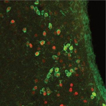 Anti-c-Fos antibody produced in rabbit IgG fraction of antiserum, buffered aqueous solution