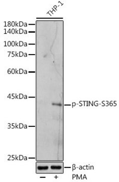 Anti-Phospho-STING-S365 antibody produced in rabbit