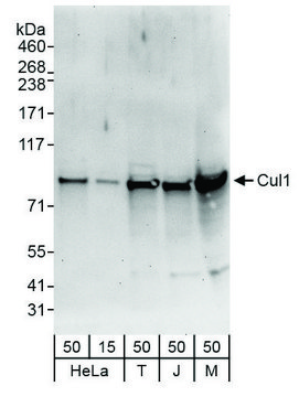 Rabbit anti-Cul1 Antibody, Affinity Purified Powered by Bethyl Laboratories, Inc.