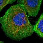 Anti-PHACTR4 antibody produced in rabbit Prestige Antibodies® Powered by Atlas Antibodies, affinity isolated antibody, buffered aqueous glycerol solution