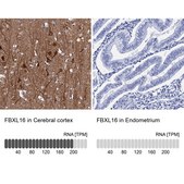 Anti-FBXL16 antibody produced in rabbit Prestige Antibodies® Powered by Atlas Antibodies, affinity isolated antibody, buffered aqueous glycerol solution