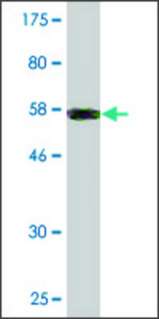 Monoclonal Anti-COL2A1 antibody produced in mouse clone 1E1, purified immunoglobulin, buffered aqueous solution