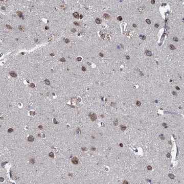 Anti-CTU2 antibody produced in rabbit Prestige Antibodies&#174; Powered by Atlas Antibodies, affinity isolated antibody, buffered aqueous glycerol solution