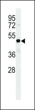 ANTI-FEZF2 (CENTER) antibody produced in rabbit affinity isolated antibody, buffered aqueous solution