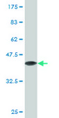 Monoclonal Anti-PA2G4, (N-terminal) antibody produced in mouse clone 2A5, purified immunoglobulin, buffered aqueous solution