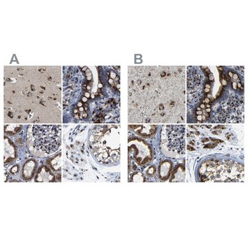 Anti-TGOLN2 antibody produced in rabbit Prestige Antibodies&#174; Powered by Atlas Antibodies, affinity isolated antibody, buffered aqueous glycerol solution