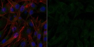 Anti-Cofilin-1 Antibody, Alexa Fluor™ 488 Conjugate from rabbit, ALEXA FLUOR™ 488