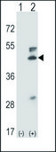 ANTI-MOUSE MAP2K5 (C-TERM) antibody produced in rabbit IgG fraction of antiserum, buffered aqueous solution