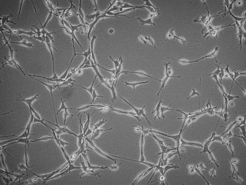 YUMMER1G.1F Mouse Cell Line