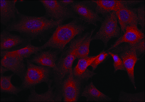 Anti-DOCK1 (C-terminal) antibody produced in rabbit ~1.5&#160;mg/mL, affinity isolated antibody, buffered aqueous solution