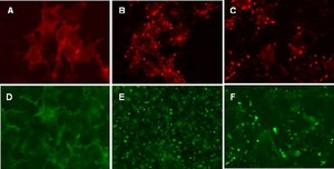 LentiBrite RFP-β-actin Lentiviral Biosensor