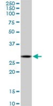 Monoclonal Anti-C1QTNF1 antibody produced in mouse clone 4A10, purified immunoglobulin, buffered aqueous solution