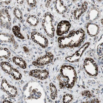 Anti-KCNE3 antibody produced in rabbit Prestige Antibodies&#174; Powered by Atlas Antibodies, affinity isolated antibody, buffered aqueous glycerol solution