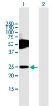 Anti-TMEM123 antibody produced in mouse purified immunoglobulin, buffered aqueous solution