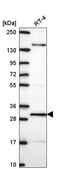 Anti-ORC6 antibody produced in rabbit Prestige Antibodies® Powered by Atlas Antibodies, affinity isolated antibody