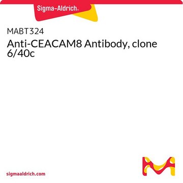 Anti-CEACAM8 Antibody, clone 6/40c