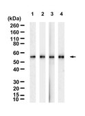 Anti-CH25H Antibody, clone 1G14 ZooMAb® Rabbit Monoclonal recombinant, expressed in HEK 293 cells